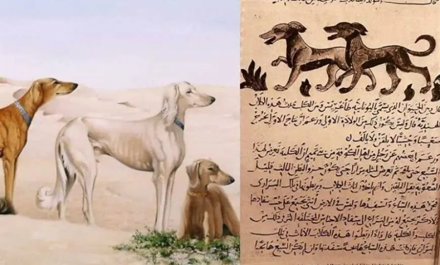 Preserving Cultural Heritage: The Aseel Arabian Saluki Dog is a Valuable Asset