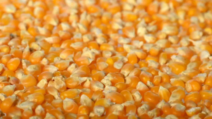 Egypt launches trading of corn on commodities exchange